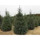 Ель сербская h260 - 280 см
