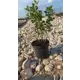 Крыжовник Русский ø19 h20 - 40 см