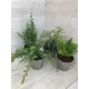 Можжевельник ø14 h40 см