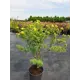 Лапчатка Манго Танго h20 - 40 см