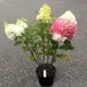 Гортензия метельчатая Пинки Промис ø19 h55 см