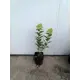 Гортензия Сильвер Даллар ø19 h40 - 50 см