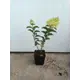 Гортензия Фантом ø19 h40 - 50 см