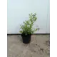 Спирея Тор ø19 h20 - 30 см