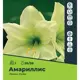 Амариллис Лемон Лайм луковицы 26/28, 1 шт.