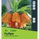 Рябчик Фритиллярия Рубра луковицы 20/22, 1 шт.