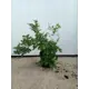 Спирея Грин энд Голд ø19 h20 - 30 см