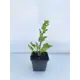 Синеголовник ø15 h10 см