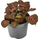 Фиттония микс ø6 h10 см