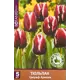 Тюльпан триумф Армани, 5 шт.