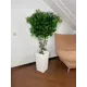 Искусственный фикус в белом ротанге 160 см