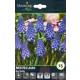 Мускари Биг Смайл, 15 шт.