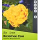 Тюльпан бахромчатый Экзотик Сан луковицы 10/11, 5 шт.