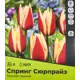 Тюльпан Спринг Сюрпрайз Триумф луковица 10/11, 5штук