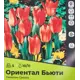 Тюльпан Ориентал Бьюти Грейга луковица 10/11, 5шт