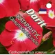 Семена цветов Дарит катарантус Саншторм Ред Хало 8 шт.