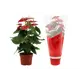 Антуриум Андрианум красный ø17 h50 - 60 см