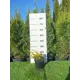 Можжевельник Плюмоза Ауреа h20 - 40 см