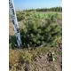 Сосна Шервуд Компакт h30 - 40 см