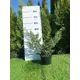 Можжевельник Блю Альпс h60 - 80 см