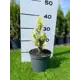 Ель Рейнбоуз Энд h20 - 40 см