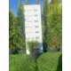 Можжевельник Там Но Блайт h20 - 40 см