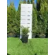 Микробиота Декуссата h20 - 40 см