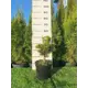 Сосна Винтер Голд h20 - 40 см