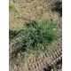 Можжевельник стелющийся h100 - 120 см