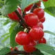 Вишня войлочная Царевна короб h50 см