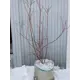 Голубика крупномерная Блюголд ø33 h80 - 100 см