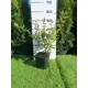 Барбарис Юлиана h20 - 40 см