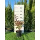 Вейгела Бристоль Руби h40 - 60 см