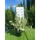 Дерен Элегантиссима h40 - 60 см