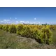 Туя западная Голден Брабант h140 - 160 см