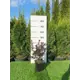 Барбарис Тунберга Кармен h20 - 40 см