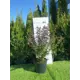 Барбарис Тунберга Атропурпуреа h40 - 60 см