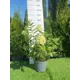 Гортензия метельчатая Лаймлайт h60 - 80 см