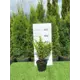 Барбарис Тунберга Эректа h20 - 40 см