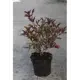Бузина Нигра h20 - 40 см