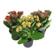 Каланхое микс ø12 h20 см