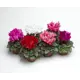 Цикламен микс ø12 h25 см