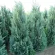 Кипарис Лавсона Колумнарис Глаука h30 см