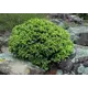 Ель канадская Эхиниформис h20 см