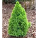 Ель канадская Коника Декабрь h40 см