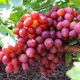 Виноград Велюр h40 - 80 см
