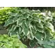 Хоста Антич луковицы R1