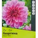 Георгина Лилак Тайм разбор II