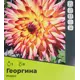 Георгина Икарус разбор II
