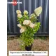 Гортензия метельчатая Фантом ø30 h100 - 125 см